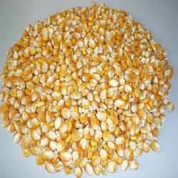 Yellow Corn Seeds